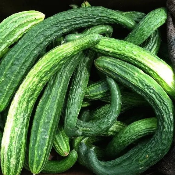 100+ Suyo Long Cucumber Seeds - Heirloom - Non GMO - Organic - Genuine -----RARE gallery