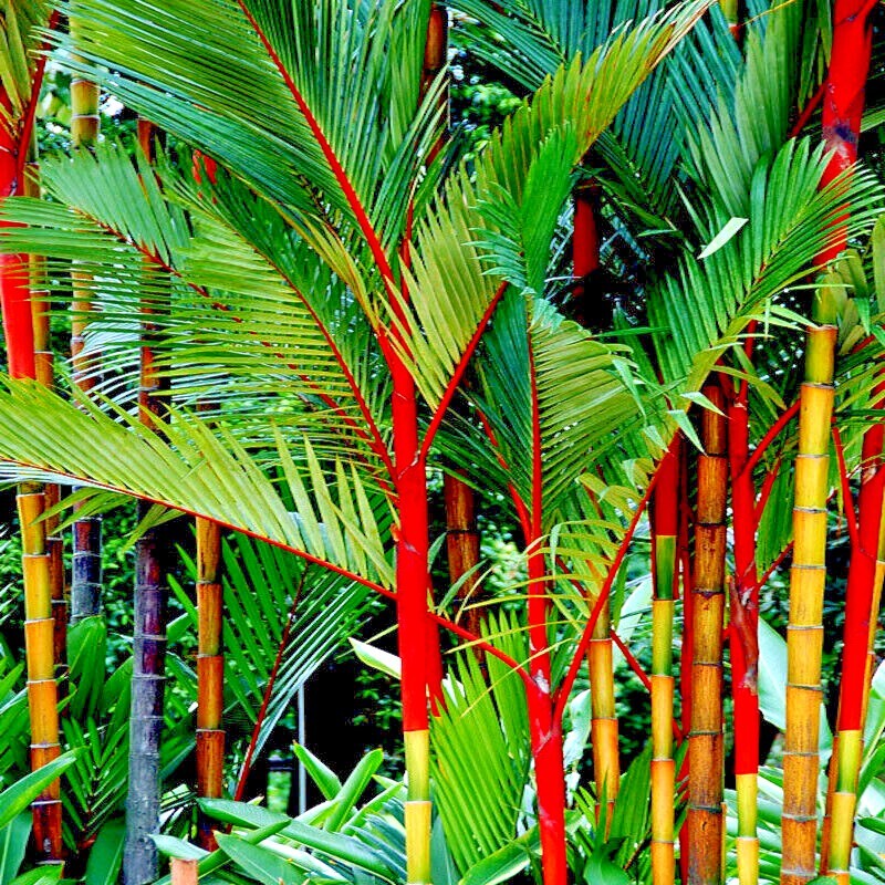 20 RED SEALING WAX "LIPSTICK" PALM TREE SEEDS (Cyrtostachys renda) House Plant gallery