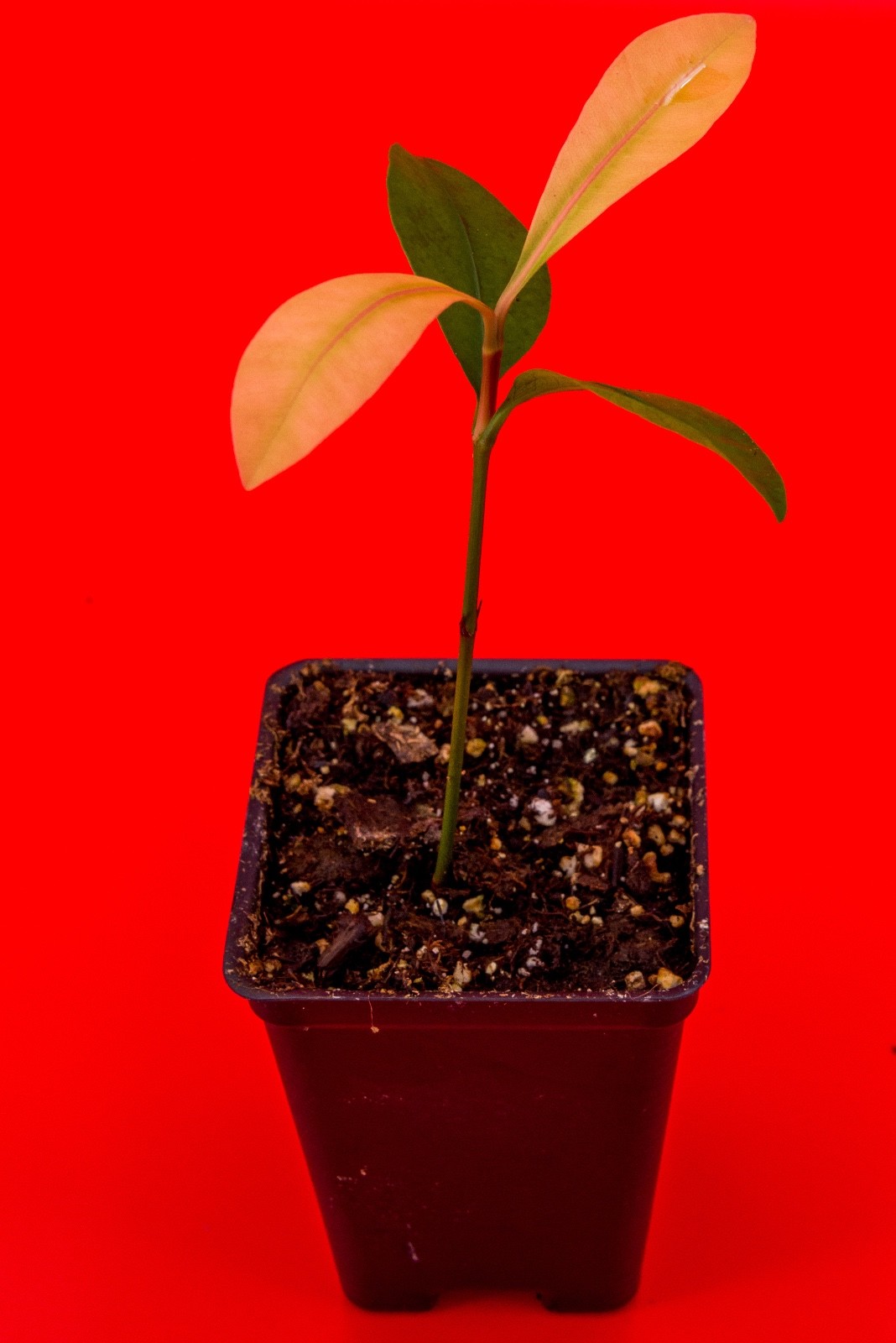 Garcinia Brasiliensis - superior Lemon Drop Mangosteen Tropical Fruit Tree Plant gallery
