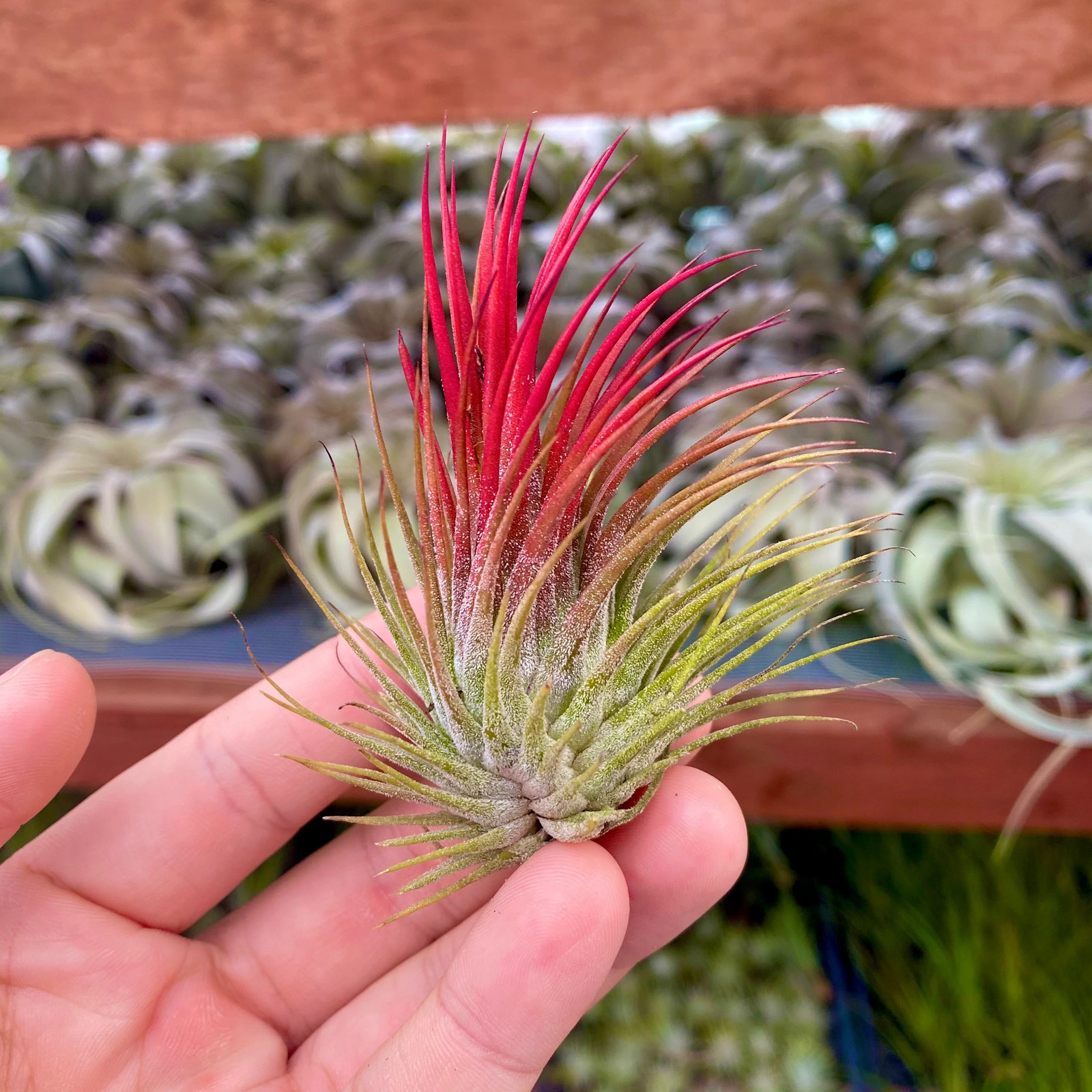 Ionantha Red Air Plant (Beautiful Deep Red Color Tillandsia) gallery