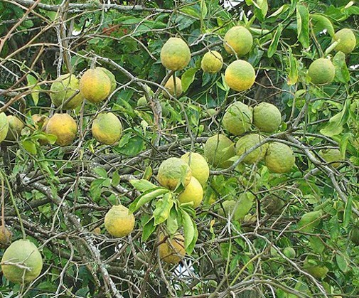 Citrus taitensis | Rough Lemon | 10_Seeds gallery