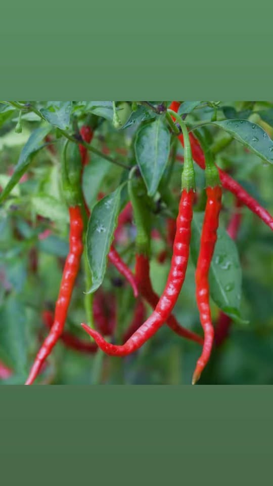 Chile de Árbol Seeds (200 Count) 🌶️ | Easy to Grow | Heirloom | Fresh Seeds 🔥 gallery