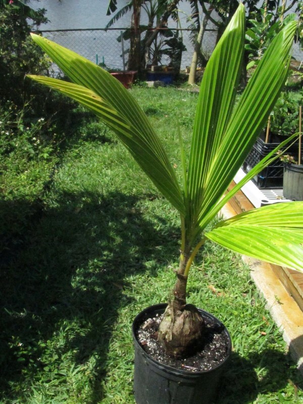 Dwarf Coconut Palm Trees - High Yield Green/Brown Coconut - Local Pickup Only/FL gallery