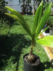 Dwarf Coconut Palm Trees – High Yield Green/Brown Coconut – Local Pickup Only/FL