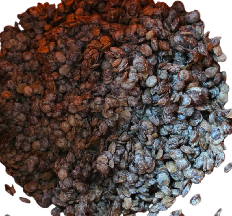 Fresh Irú Locust Beans 16OZ container Stone Free/100% money back guaranteed gallery