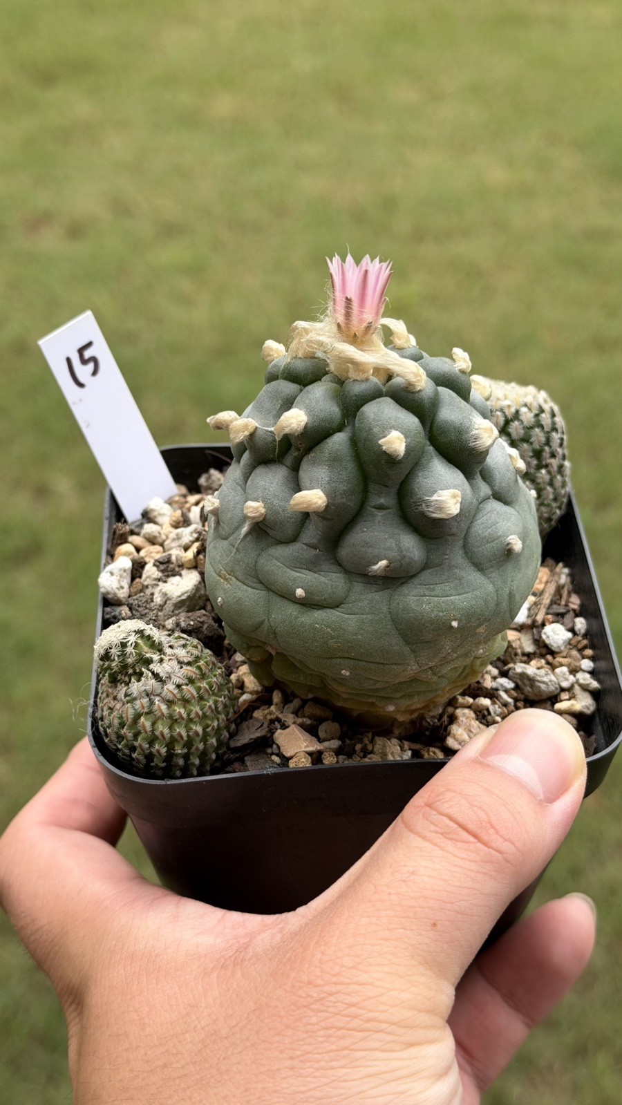 Ariocarpus Rare cactus succulents copiapoa 3live plant seed grown #15 gallery