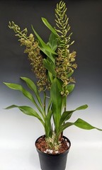 (787-2) Gram.scriptum NBS fragrant