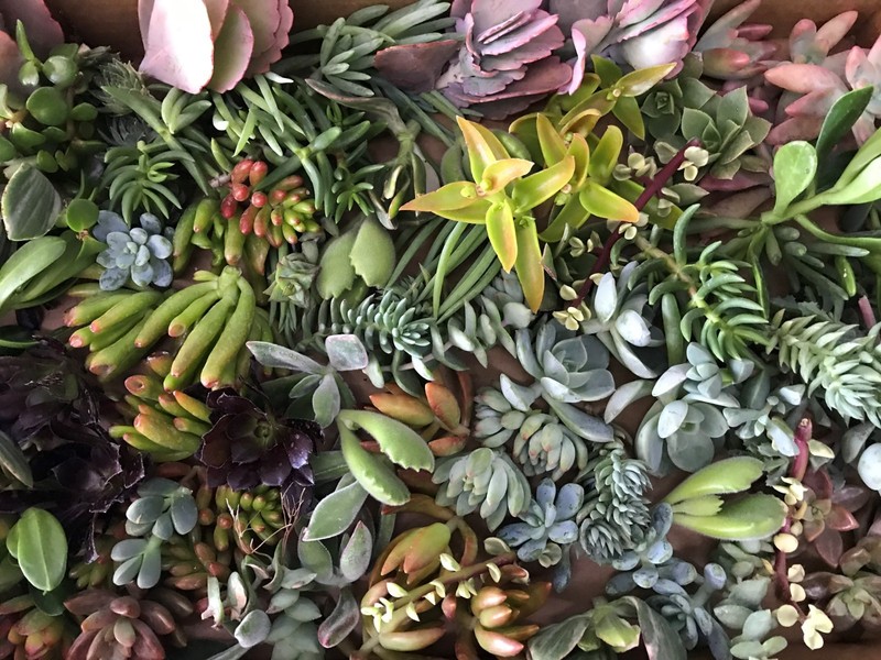 15 Assorted Random Varieties Live Succulent Cactus Plants Unrooted cuttings only gallery