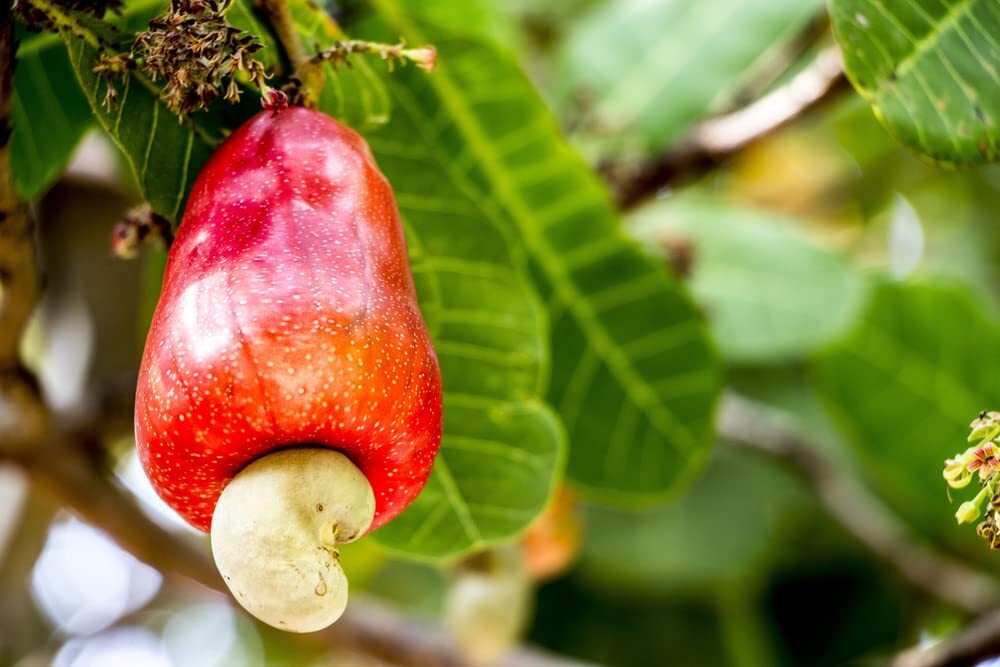Cashew Tree Seeds for Planting (6 Seeds) - Anacardium occidentale gallery