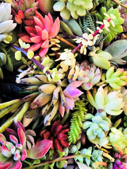 10 Assorted Succulent Cuttings Clippings for Dish Garden Terrariums Mini Fairy gallery