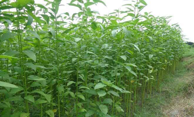 Corchorus Capsularis 100 Seeds White Jute Herb Plants Annual Perennial Vegetable gallery