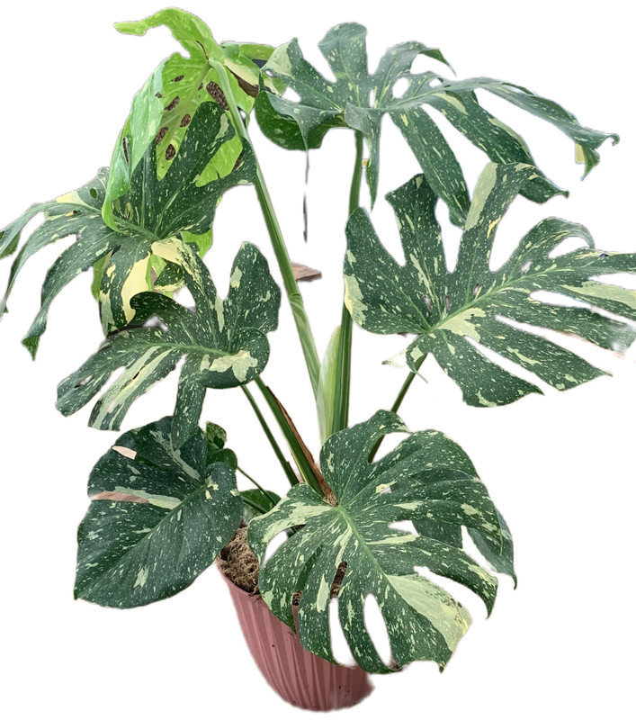 Live Monstera Thai constellation Starter Plant $26.95 gallery