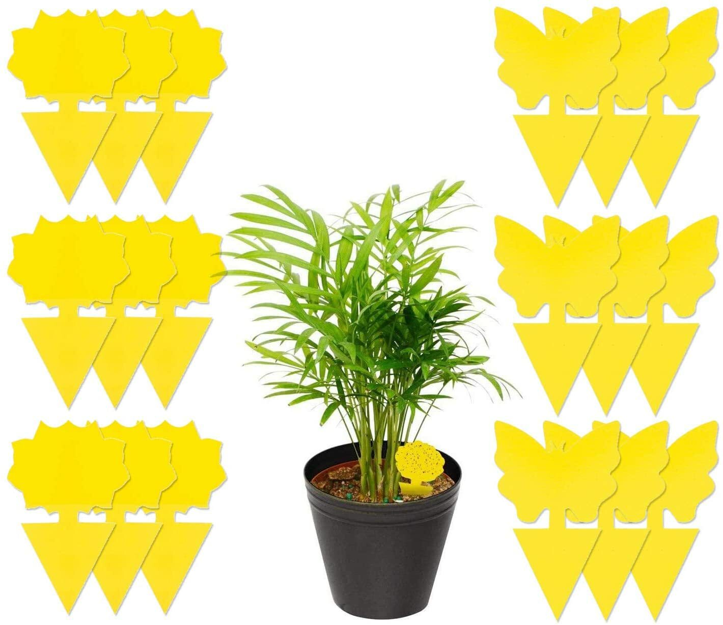 Sticky Fruit Fly Traps, Fungus Gnat Killer Trap use for Indoor Outdoor, 48 pcs gallery