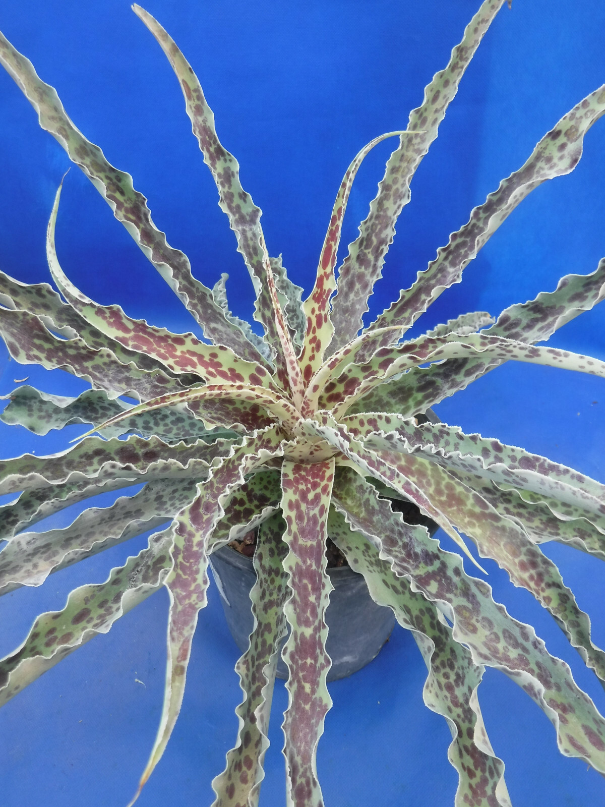 "Mint Chocolate Chip" Mangave STARTER Plants Agave & Manfreda Hybrid 4"-8" Wide gallery