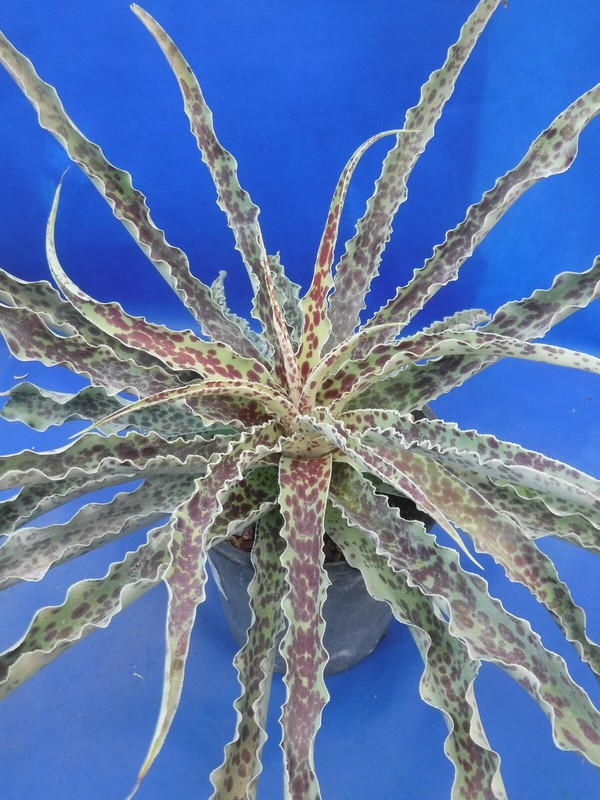 "Mint Chocolate Chip" Mangave STARTER Plants Agave & Manfreda Hybrid 4"-8" Wide gallery