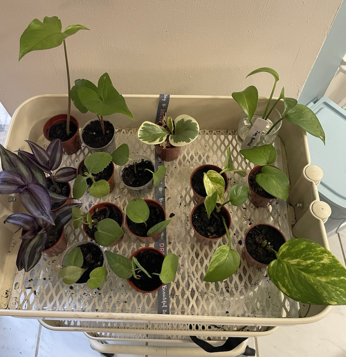 Mini Starts Live Plants In 2 Inch Pots, $3.50 Each gallery