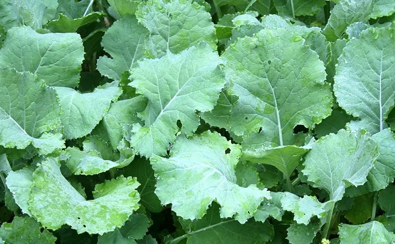 Kale Seeds 500+ Premier Early Hanover Vegetable NON-GMO US SELLER FREE SHIPPING gallery