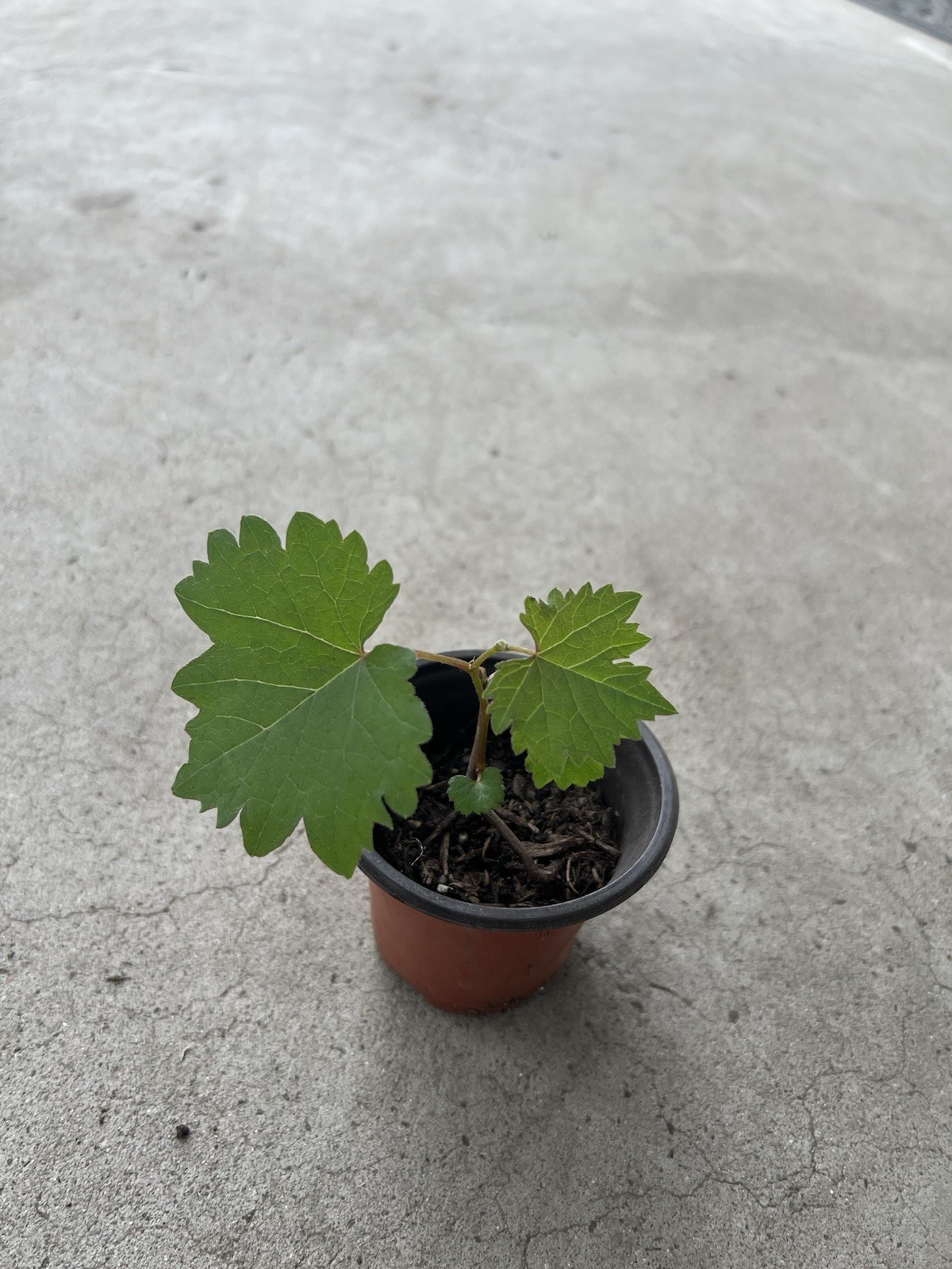 Kyoho Grape With Pot 6” Seedling Live Plant Ready To Plant gallery