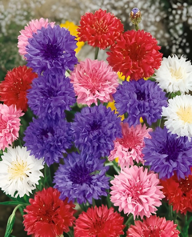 625 Bachelor Button "Polka Dot Mix" Seeds - Colorful Annual WIldflower Mix gallery