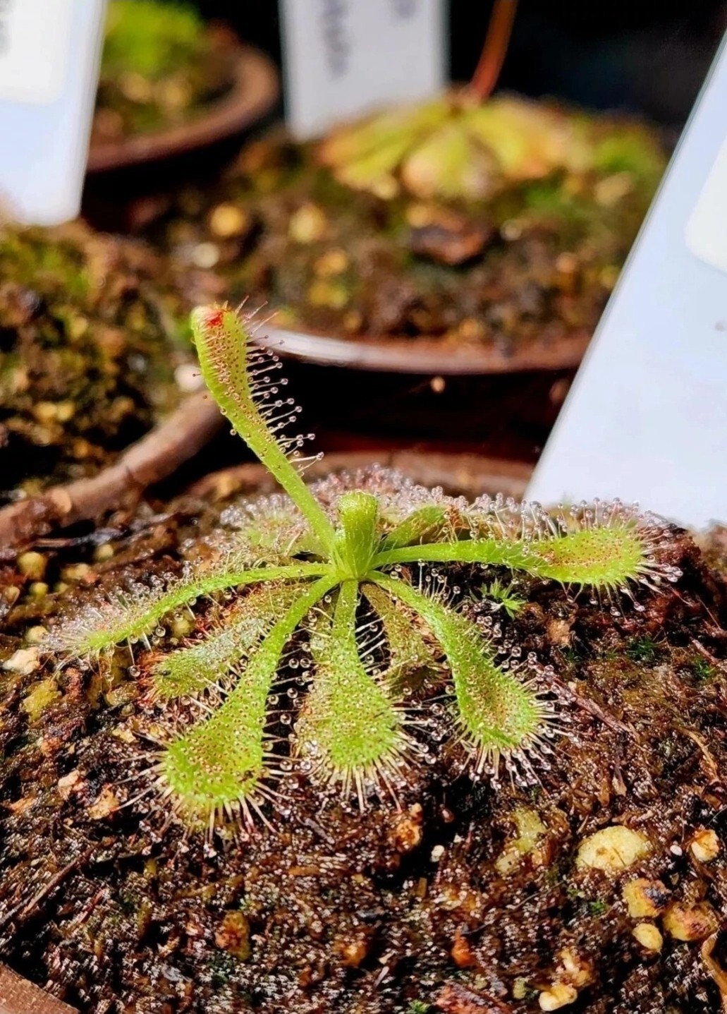 CARNIVOROUS PLANT 4 PACK- LIVE-SBCI (Sundews) gallery