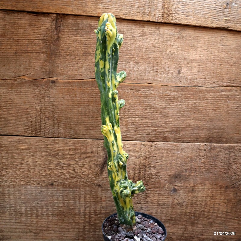 D8197 MYRTILLOCACTUS GEOMETRIZANS VARIEGATED pot12-H41-W6,5 cm MaMa Cactus gallery