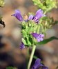 Penstemon azureus | Azure Penstemon | 10 Seeds gallery