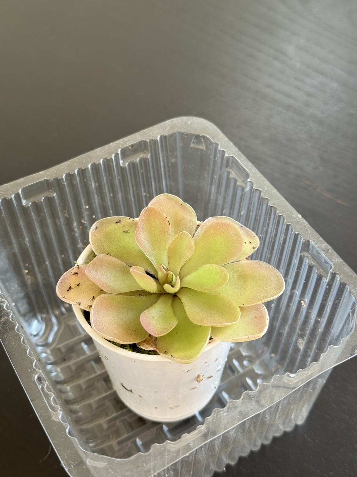 Carnivorous Pinguicula Butterwort - Your Natural Pest Control Hero! Easy to grow gallery
