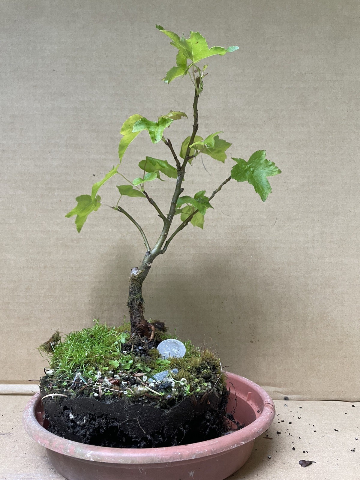 Red Maple (Acer) Pre-Bonsai Tree 20 years old gallery