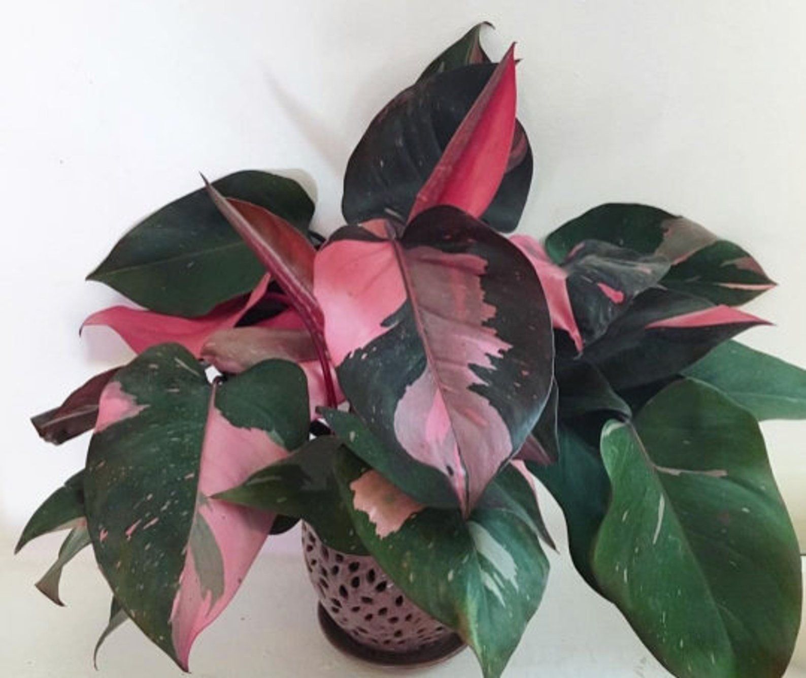 ~~PINK PRINCESS~~Variegated Philodenron SMALL Rooted Starter Plant~~VERY RARE! gallery