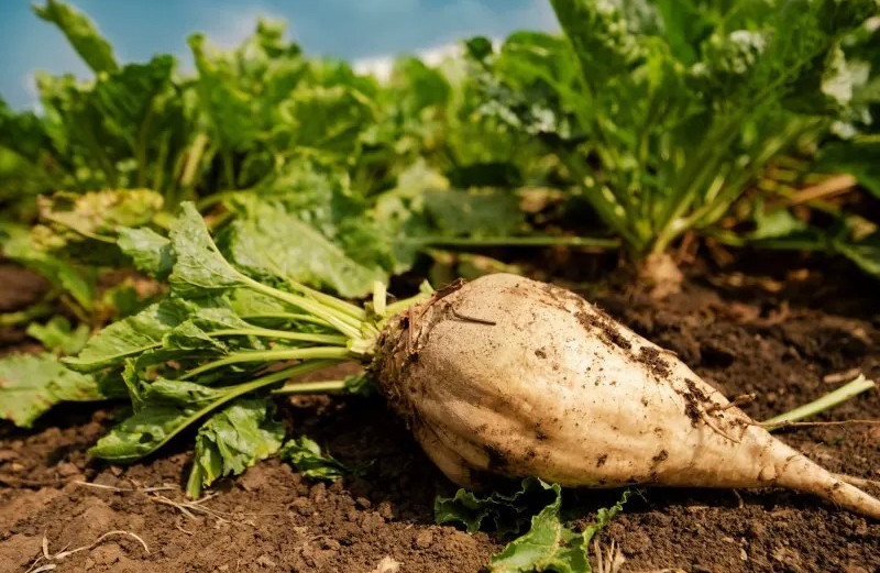 400 Sugar Beet Seeds -- Natural Source of Sugar --- LARGE gallery