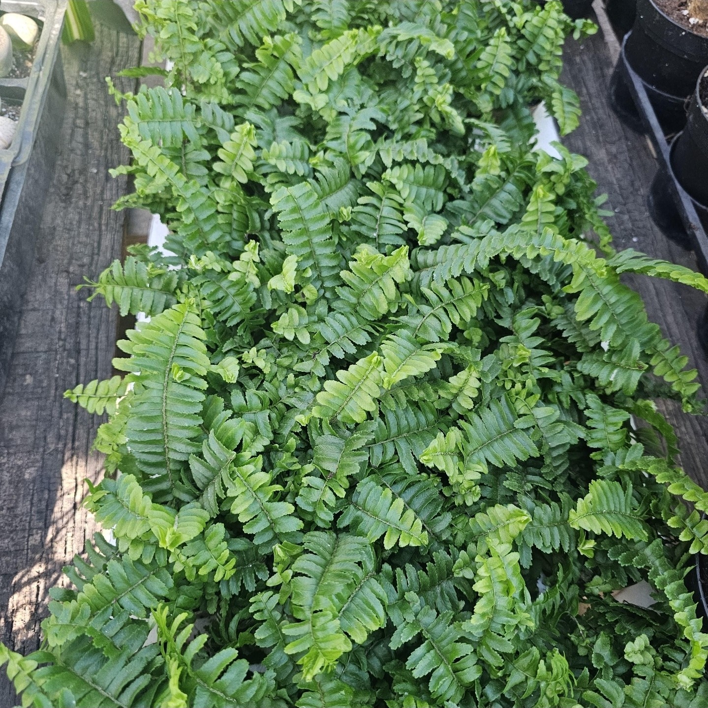 Jester's Crown Fern | Nephrolepis exaltata | 2in pot gallery