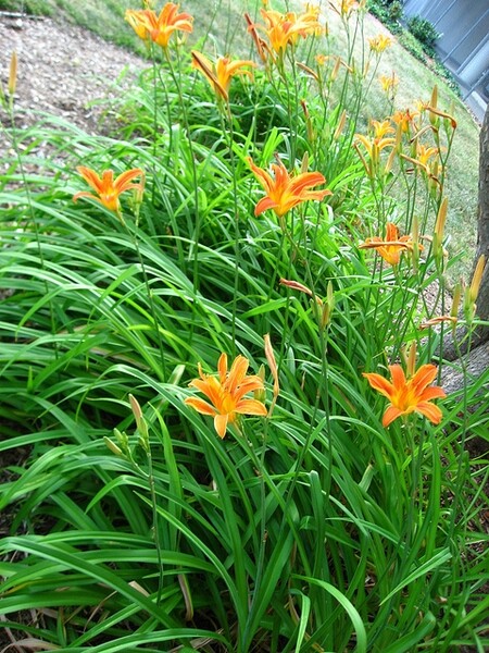 Orange Daylily Bare-root. Hemerocallis Hardy Perennial gallery
