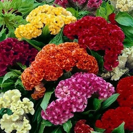 Celosia CRISTATA Mixed Cockscomb Dried Flowers Cutflowers Non-GMO 500 Seeds! gallery
