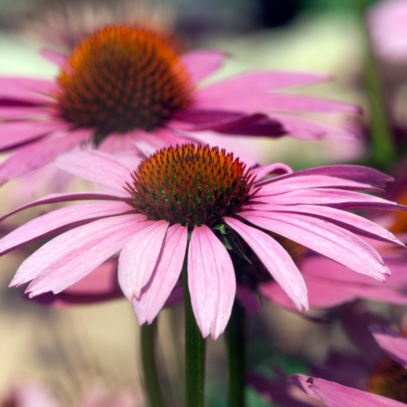 Coneflower, Purple (Echinacea Purpurea) • Medicinal Herb • 100+ seeds gallery