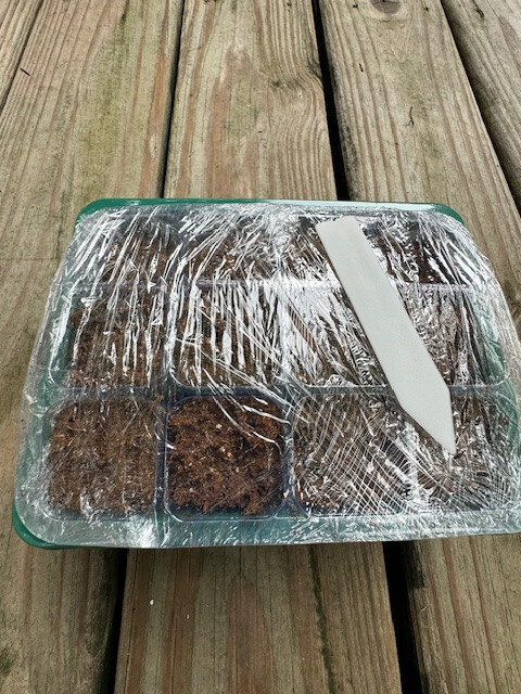 The Sensitive Plant | Mimosa Pudica Seeds + (5) Mini Greenhouse Germination Kits gallery