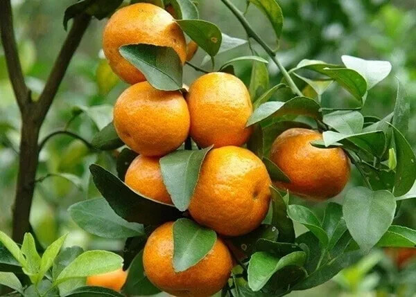 Mandarin - 15 Seeds 2024 - USA gallery