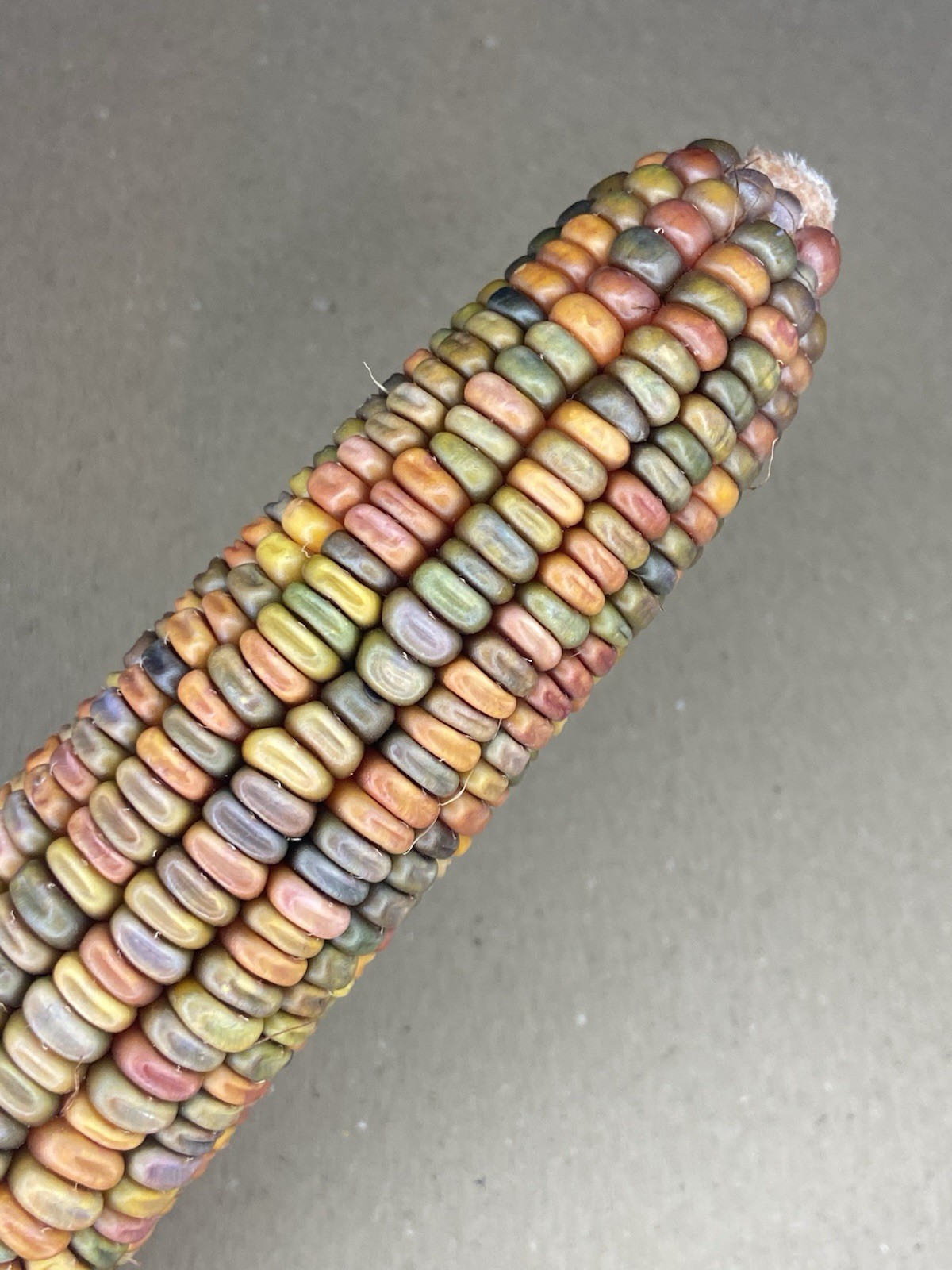 Earth Tones Dent Corn Seeds 50 Count. Non- GMO, Untreated Small Farm Product gallery