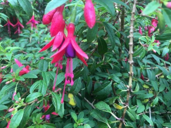 Fuchsia magellanica | Hummingbird Fuchsia | Hardy Fuchsia | 10 Seeds gallery