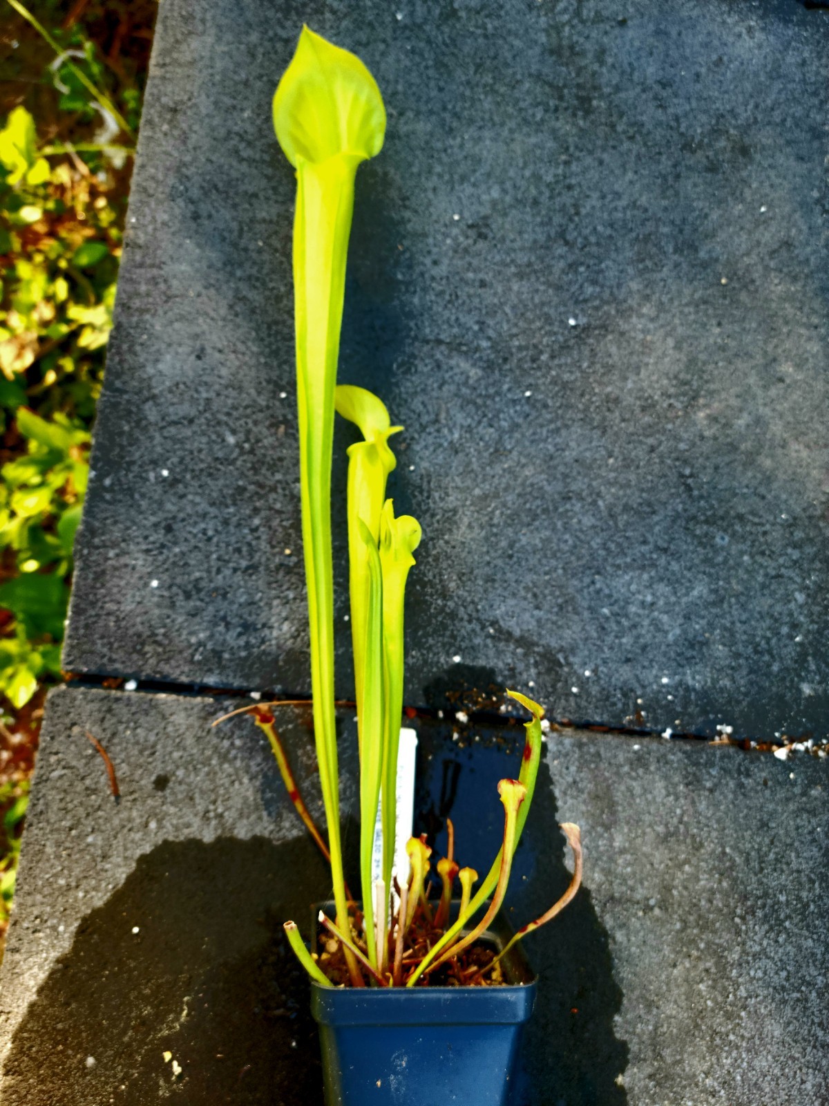 Sarracenia Flava Maxima Defuniak Springs X Flava Addison Bog VA gallery