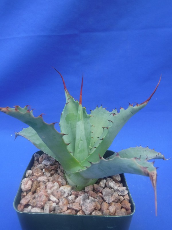 Agave potatorum "Spawn" Starter Plants! FINALLY AVAILABLE!! 3"-5" Wide! NICE! gallery