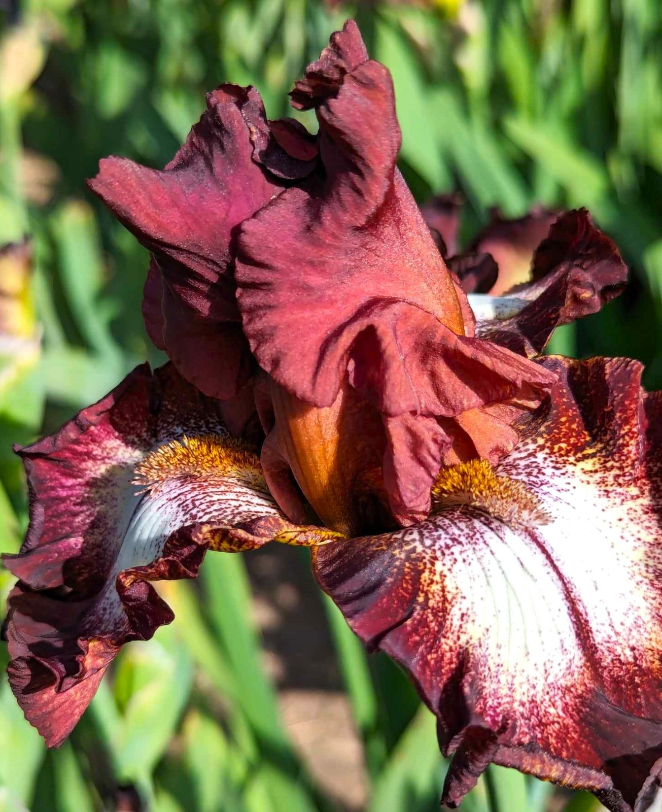 Spice Lord' Tall Bearded Iris Rhizome PRE-SALE to Ship Aug/Sept gallery