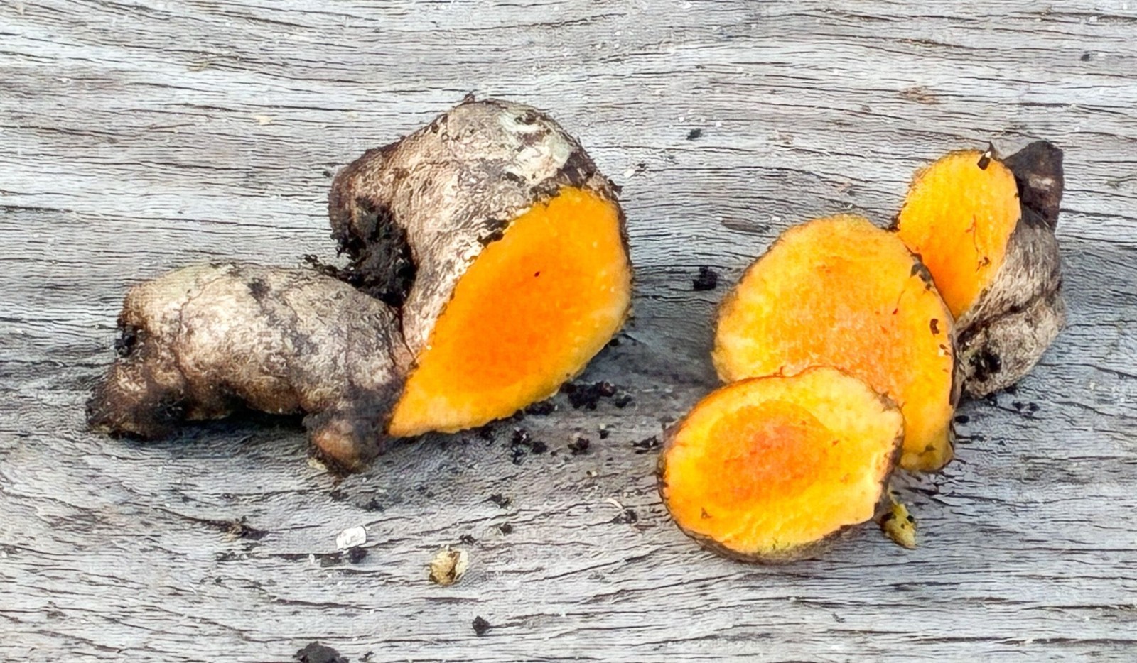 Live Turmeric Plant Curcuma longa Starter Rhizome Perennial Ginger Edible gallery