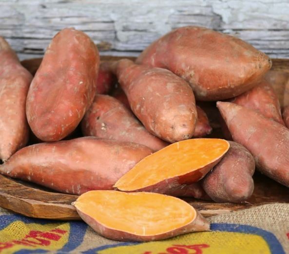 10 Sweet Potato Slips Plants - Orleans - Vining Type - Non GMO & Chemical Free gallery
