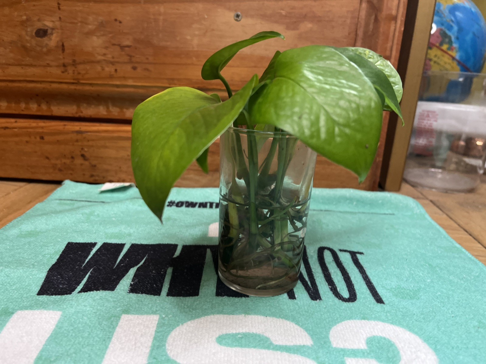 Golden Variated Pothos Epipremnum Aureum CUTTING gallery