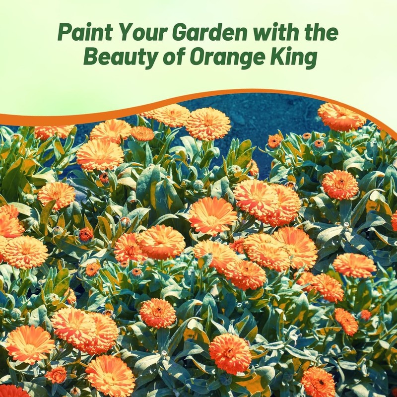2000 Seeds Drought Tolerant Calendula Orange King Garden Flower Plant Seed gallery