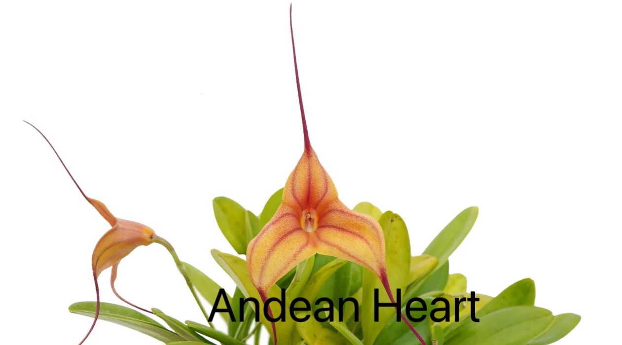 Masdevallia orchid Andean Heart gallery