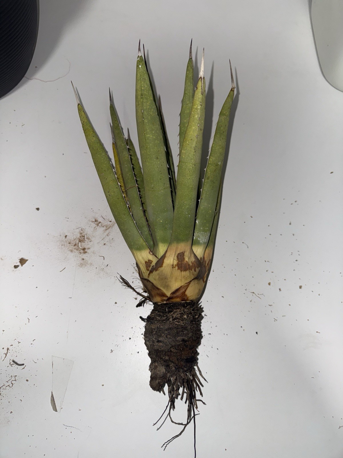 Agave Lechuguilla Desert Agave Live Plant Lechuguilla Agave Drought Tolerant gallery