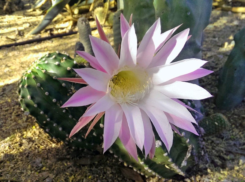 Easter Lily Cactus Rooted Echinopsis Oxygon 4-6" w/BONUS 1-2" ~ PINK BLOOMS AZ gallery