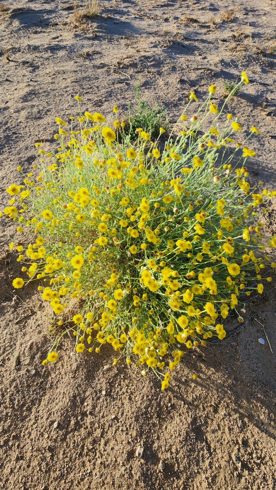 Desert Marigold (Baileya multiradiata) seeds from Mojave desert gallery