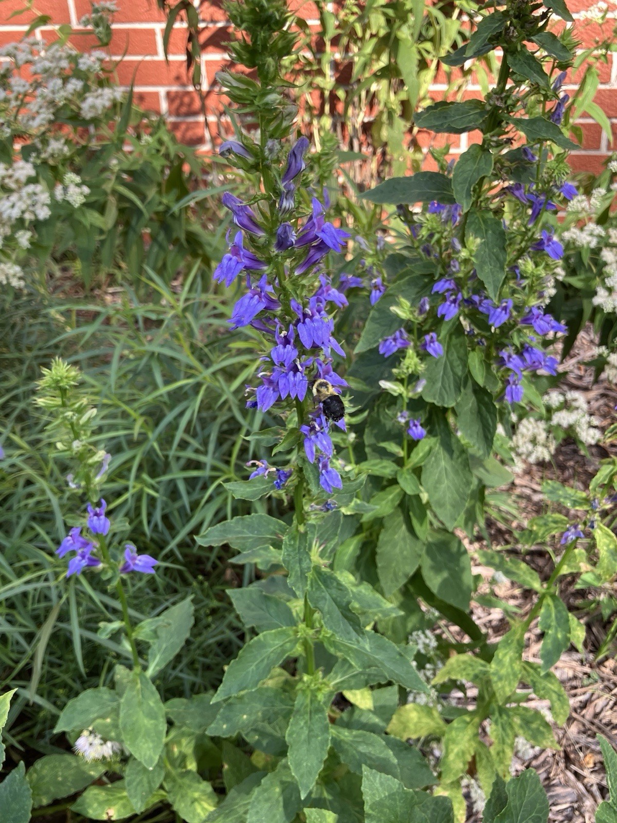 Great Blue Lobelia, Blue Cardinal Flower- Lobelia siphilitica Seeds 100+ count gallery